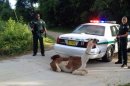 This June 1, 2013, photo provided by the Leon County Sheriff's Office, shows Leon County officials working to corner Scooter, a 7-year-old llama that was on the loose in north Florida, in Tallahassee, Fla. Scooter had to be subdued with a Taser, authorities said Sunday. (AP Photo/Leon County Sheriff's Office)
