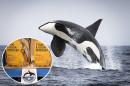Are Orca-Friendly Products Coming to Your Home Improvement Store?