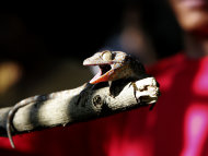 A gecko clings to a twig as it is released into the sprawling compound of the Parks and Wildlife office at suburban Quezon city east of Manila, Philippines Friday July 15, 2011. The Philippines warned Friday against using geckos to treat AIDS and impotence, saying the folkloric practice in parts of Asia may put patients at risk. Environmental officials have also expressed alarm about the growing trade in the wall-climbing lizards in the Philippines. An 11-ounce (300-gram) gecko reportedly sells for at least 50,000 pesos ($1,160). (AP Photo/Bullit Marquez)