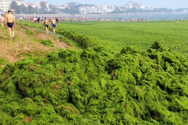 Chinese beachgoers walk by an algae covered public beach in Qingdao, northeast Shandong province, on July 4, 2013