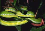An undated handout picture from WWF shows a ruby-eyed pit viper discovered in forests near Ho Chi Minh City in southern Vietnam. In just four decades, 30 percent of the Greater Mekong's forests have disappeared, a WWF report says