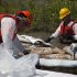 Cleanup workers use oil absorbent materials along side the Yellowstone River in Laurel, Montana, Wednesday July 6, 2011.  An Exxon Mobil pipeline near Laurel, Montana ruptured and spilled an estimated 1,000 barrels of crude into the Yellowstone. (AP Photo/Jim Urquhart)