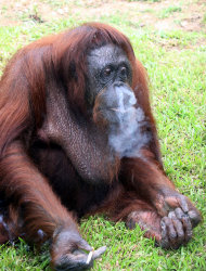 En esta foto del 25 de enero del 2010. una orangutan llamada Shirley fuma en el zoológico de Johor Bahru, Malasia. La orangutana, que a menudo fumaba cigarrillos que le daban visitantes, va a ser forzada a abandonar el hábito, dijo un funcionario de fauna de Malasia el lunes, 12 de septiembre del 2011. (Foto AP)