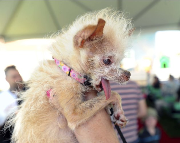 Yoda, a 14-year-old Chinese Crested and Chihuahua mix, prepares to compete in the 2011 World's Ugliest Dog Contest on Friday, June 24, 2011, in Petaluma, Calif. The winner of the competition, hosted a