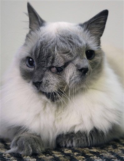 Amazing double headed animals - It's real 01-two-faced-cat_084306