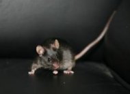 Επιστημονικό θαύμα: Τυφλά ποντίκια είδαν το φως τους!