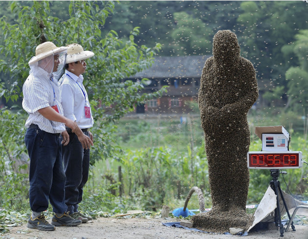 In this photo taken Saturday, July 16, 2011, a beekeeper wearing tens of thousands of bees, right, waits to be weighed during a bee bearding contest in Longhui county, Shaoyang, in central China's Hun