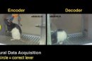 A split screen image shows an encoder rat in Natal, Brazil and decoder rat in a lab at Duke University, North Carolina.