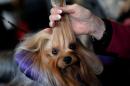Skip, a Yorkshire Terrier, is groomed in the benching area before judging at the 2016 Westminster Kennel Club Dog Show in the Manhattan borough of New York City