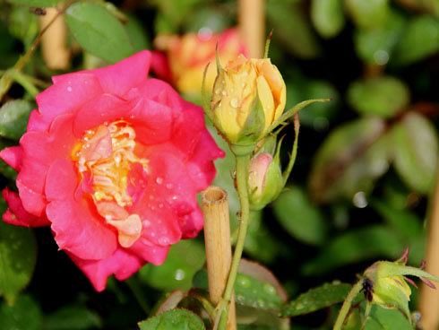 Hoa hồng. Được mệnh danh là chúa tể các loài hoa, hoa hồng được rất nhiều người yêu thích. Loài hoa này còn được tôn làm sứ giả của tình yêu trên toàn thế giới.