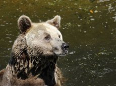 Latvian police track escaped brown bear