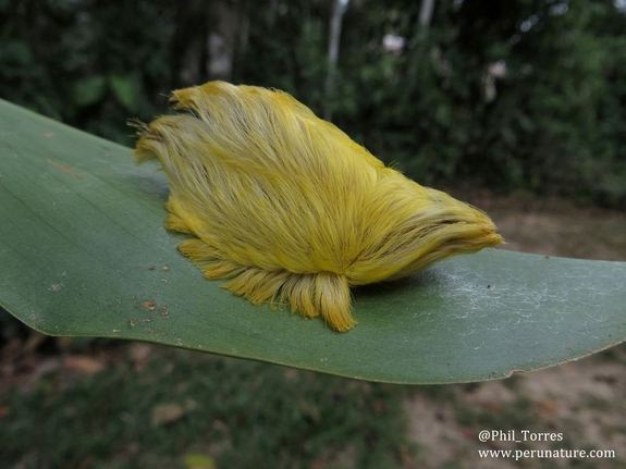 The larval form of a flannel moth, also known as a puss caterpillar