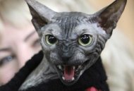 世界上最可怕的貓？俄國無毛ET貓吸睛