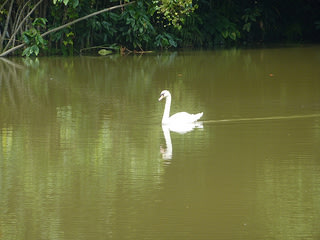 Swan in river
