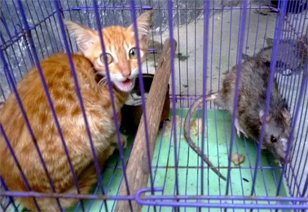 Lạ lùng tình bạn mèo hoang và chuột cống ở Hà Nội
