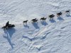Dallas Seavey poles and kicks on the trail before reaching Elim, Alaska, during the Iditarod Trail Sled Dog Race on Monday, March 12, 2012. (AP Photo/Anchorage Daily News, Marc Lester)