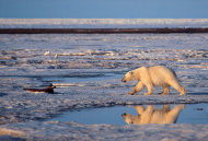 FILE - This undated file photo provided by Subhankar Banerjee shows a polar bear in the Arctic National Wildlife Refuge in Alaska. Federal wildlife biologist Charles Monnett, whose observation that polar bears likely drowned in the Arctic helped galvanize the global warming movement, was placed on administrative leave as officials investigate him for scientific misconduct. Investigators’ questions have focused on a 2004 journal article that Monnett wrote about the bears, said thePublic Employees for Environmental Responsibility group that is representing him. Monnett was told July 18 that he was being put on leave, pending an investigation into "integrity issues." (AP Photo/Subhankar Banerjee, File)