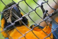 Gaiolas que abrigavam animais caçados por traficantes são empilhadas no Centro de Triagem de Animais Silvestres