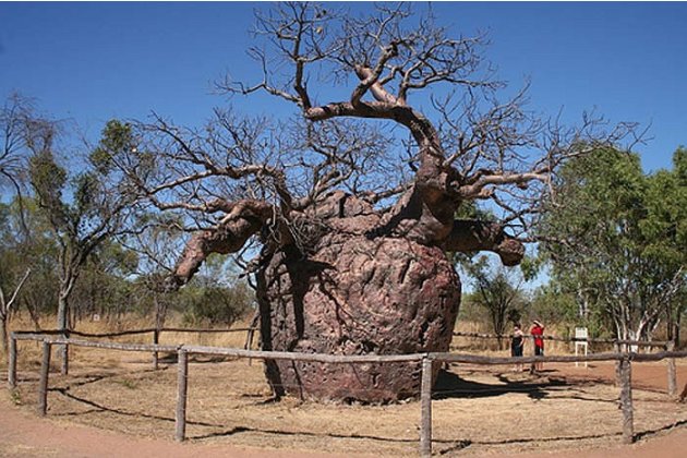 Những chuyện kỳ thú quanh loài cây lớn nhất thế giới