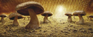"Mushroom Savanna". (Foto cortesía de Carl Warner)