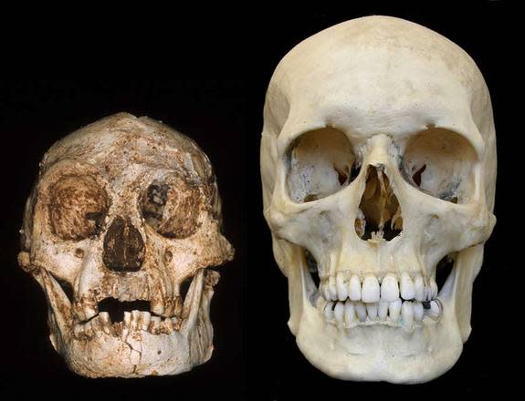 Hobbits Were a Separate Species, Ancient Chompers Show