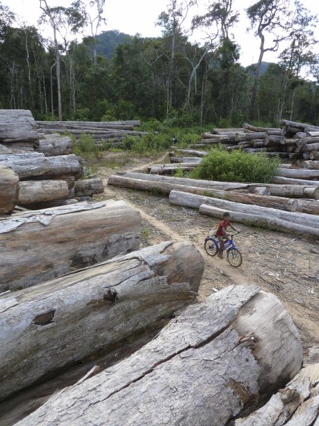 In this Feb 2011 photo released by Environmental Investigation Agency, a child on a bicycle goes goes by logs stockpiled in a field in the province of Attapeu, Laos. Despite an export ban, Vietnamese companies are smuggling logs from the once rich forests of Laos to feed a billion-dollar wood industry that turns timber into furniture for export to the Europe and the United States, an environmental group said Thursday. (AP Photo/Environmental Investigation Agency)