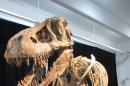 Dealer Pleads Guilty to Smuggling in Largest International Dino Case Ever