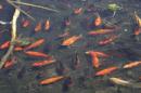 Goldfish swim in the shallows of Teller Lake #5 outside of Boulder