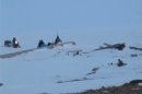 Hallan restos de sangre de mamut en una isla en el Ártico