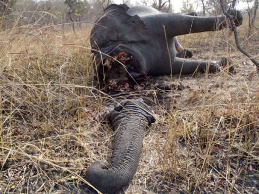 Camerún: conmoción por matanza de 200 elefantes