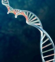 Selon une étude, un gène et ses variations pourraient indiquer l'heure à laquelle on a le plus de chances de mourir
