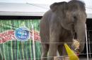 Ringling Bros. Says Circus Closing 'Not a Win' for Animal Rights Groups