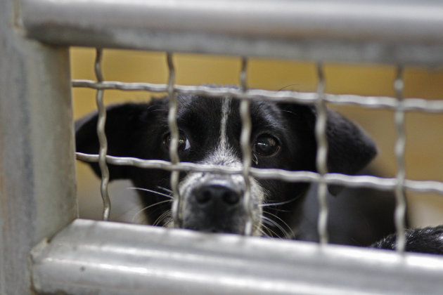 In this photo taken on Monday, April 9, 2012, a dog looks for attention at a government-run shelter in Taoyuan, northern Taiwan. Taiwanese photographer Tou Chih-kang has been visiting dog shelters for