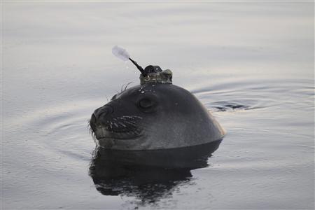 Handout photo of a Southern Ocean elephant seal wearing a sensor on its head as it swims in the Southern Ocean, Antarctica