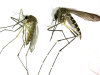 Hot, dry weather heightens West Nile virus risk