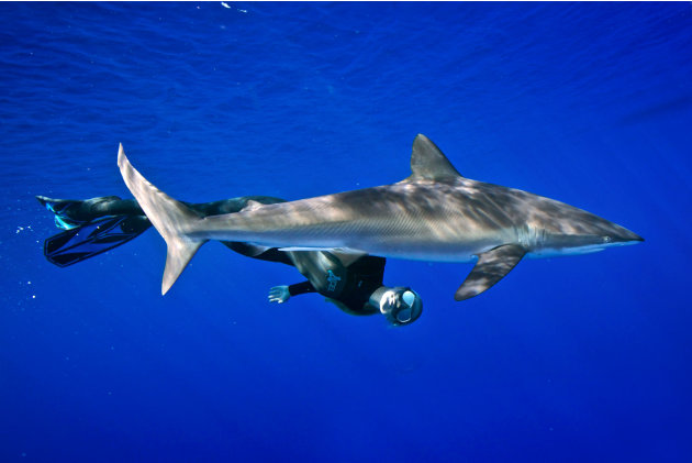 White Shark Freediver