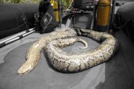 Un python de 40 kilos repêché dans la Seine