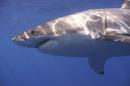 A Great White shark is pictured in the Eastern North Pacific in this undated handout photograph