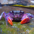 purple crab