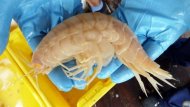紐西蘭海溝 捕獲「巨蝦」
