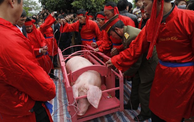 A pig is carried around the village during a festival at the Nem Thuong village in Bac Ninh