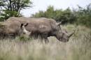 Black female rhinoceros are seen grazing at the Nairobi National Park in Kenya's capital Nairobi