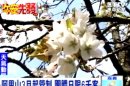 阿里山3月起管制 團體日限6千客