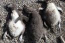 Rains Spurred by Climate Change Killing Penguin Chicks