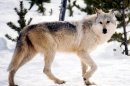 Western environmentalists oppose wolf delisting