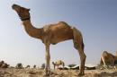 Camels are seen in a farm in Doha