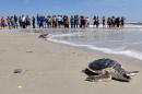 In this April 22, 2014 file photo, a group of people watch a turtle swim to the ocean after rehabilitation Tuesday, April 22, 2014, in Jacksonville, Fla. The Obama Administration is opening the Eastern Seaboard to offshore oil exploration for the first time in decades. The announcement made Friday, July 18, 2014, also approved the use of sonic cannons to map the ocean floor to identify new oil and gas deposits in federal waters from Florida to Delaware. The sonic cannons pose real dangers for whales, fish and sea turtles. (AP Photo/The Florida Times-Union, Bob Mack)