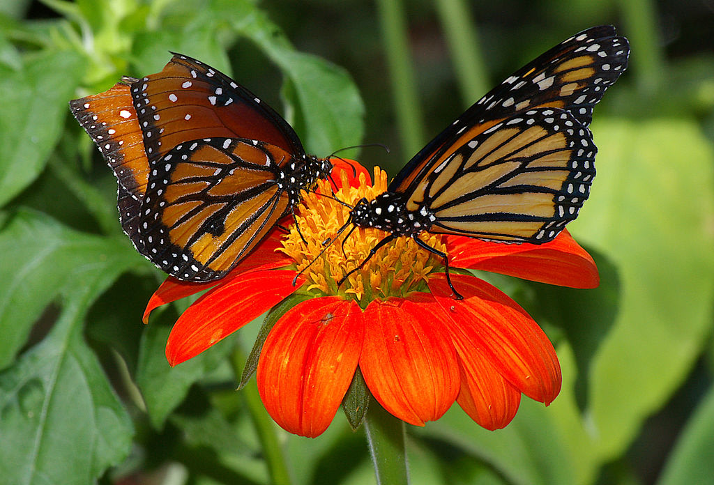 La mariposa monarca cruza el Atlántico hasta ESPAÑA | Ángel y Demonio