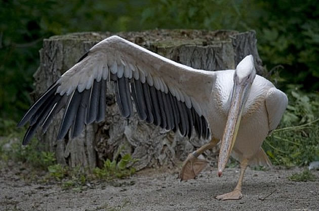 35--pelicano
