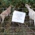 In this Sept. 8, 2011, photo shows goats feeding on a deep pocket of brush, in Portland, Ore. Deep in the Portland wilderness, invasive species rule. Blackberries, thistle, English ivy and rhododendron occupy deep pockets of brush, choking off native plants and growing into tangles too thick to navigate on foot. Enter the goat, scourge of the brambles and another part of this city’s odd relationship with agriculture. City chickens have been around for some time, but now urban goats are getting a look-over. The early reviews have been favorable. (AP Photo/Rick Bowmer)